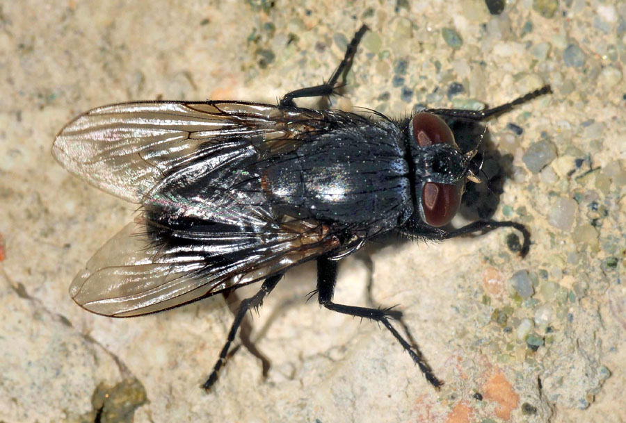 Muscidae: Muscina pascuorum